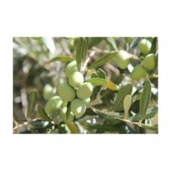 Terreau Pour Agrumes Et Plantes Méditerranéennes (lot De 3) 7 Terreau Pour Agrumes Et Plantes Méditerranéennes (lot De 3) -Boutique Jardin Extérieur 635ff12dc9b545.94407620