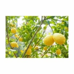 Terreau Pour Agrumes Et Plantes Méditerranéennes (lot De 3) 6 Terreau Pour Agrumes Et Plantes Méditerranéennes (lot De 3) -Boutique Jardin Extérieur 635ff12dcdfb74.33452294