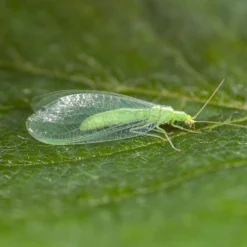 100 Larves Chrysopes Anti-pucerons, Cochenilles Et Acariens -Boutique Jardin Extérieur 644c0d767616b9.39860901