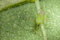 80 Larves Calpop -Boutique Jardin Extérieur 644c0d7810f161.94952608