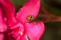 250 Larves Coccinelles Anti-puceron - Coccilaure -Boutique Jardin Extérieur 644c0d81a15936.77407627