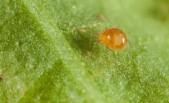 500 Acariens Phytoseiulus 5 500 Acariens Phytoseiulus -Boutique Jardin Extérieur 644c0d831c3e77.72865186